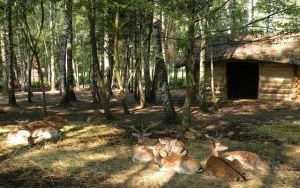 Park Leśny 