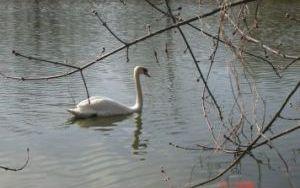 Gmina wiosną